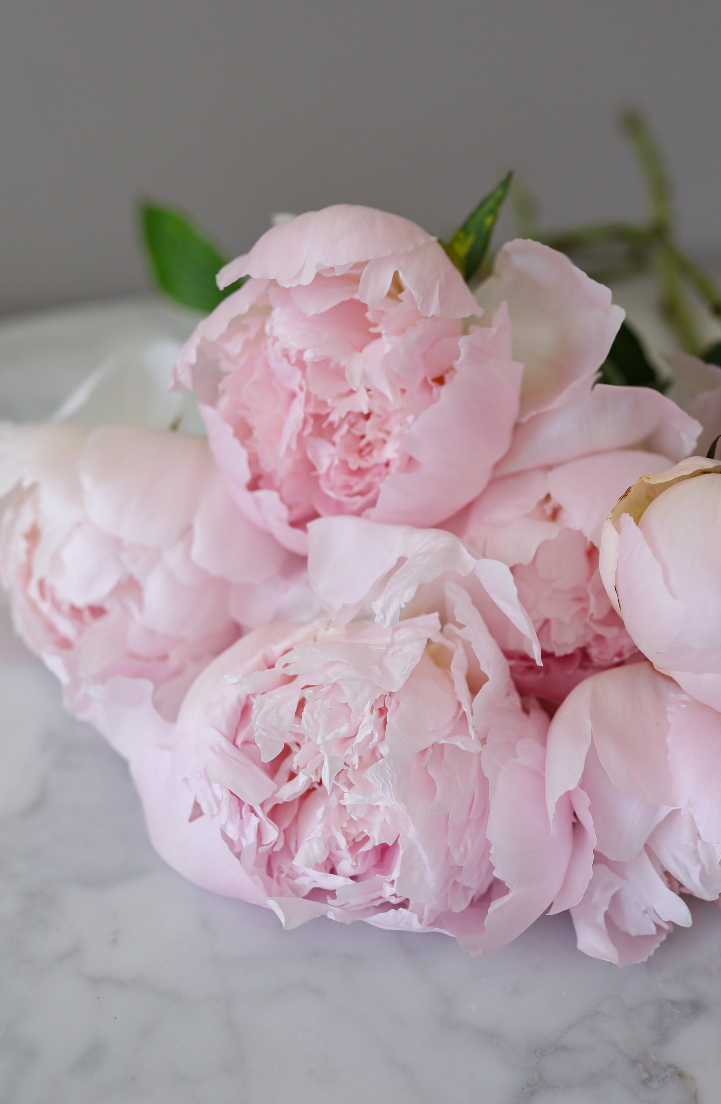 Blush Peony