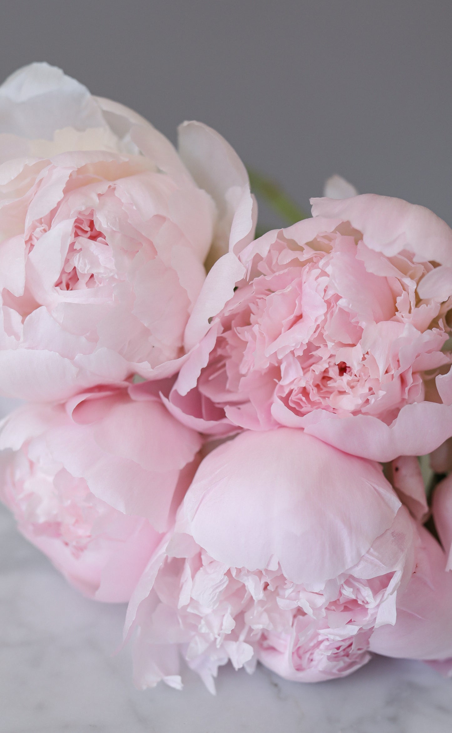 Blush Peony