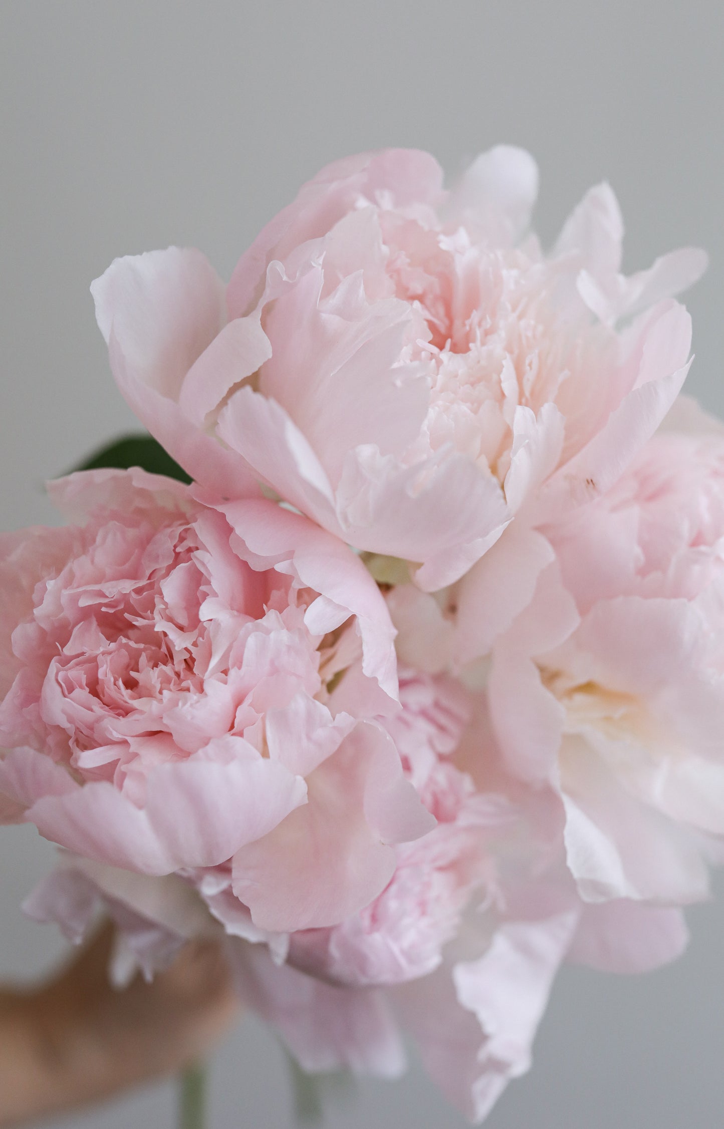 Blush Peony