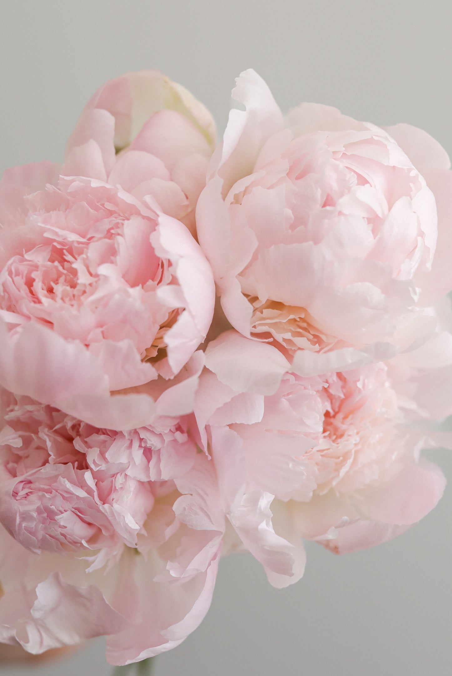 Blush Peony