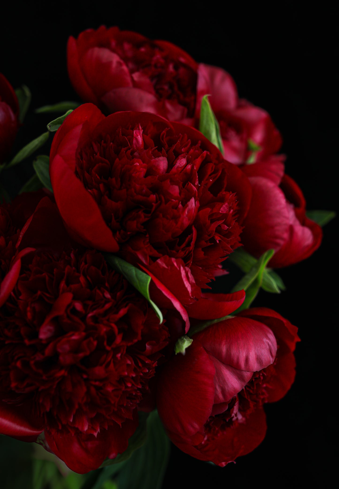 Burgundy Peony