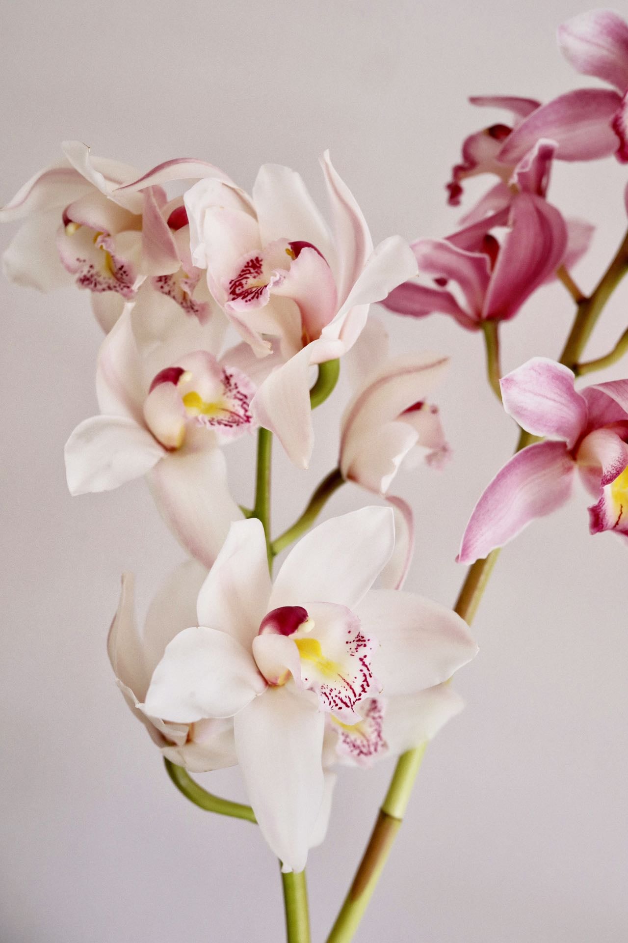 Elegant Orchid