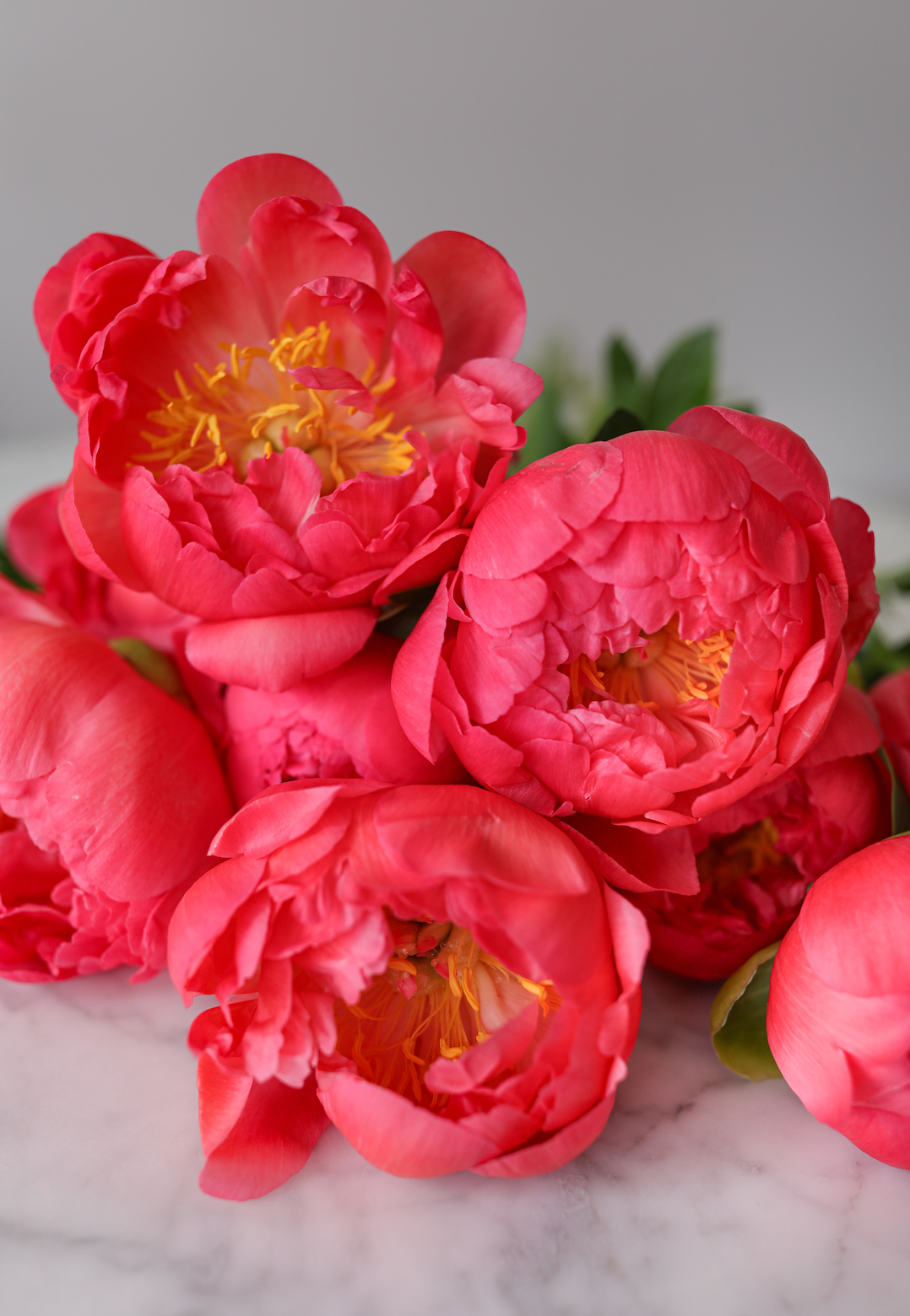 Coral Peony