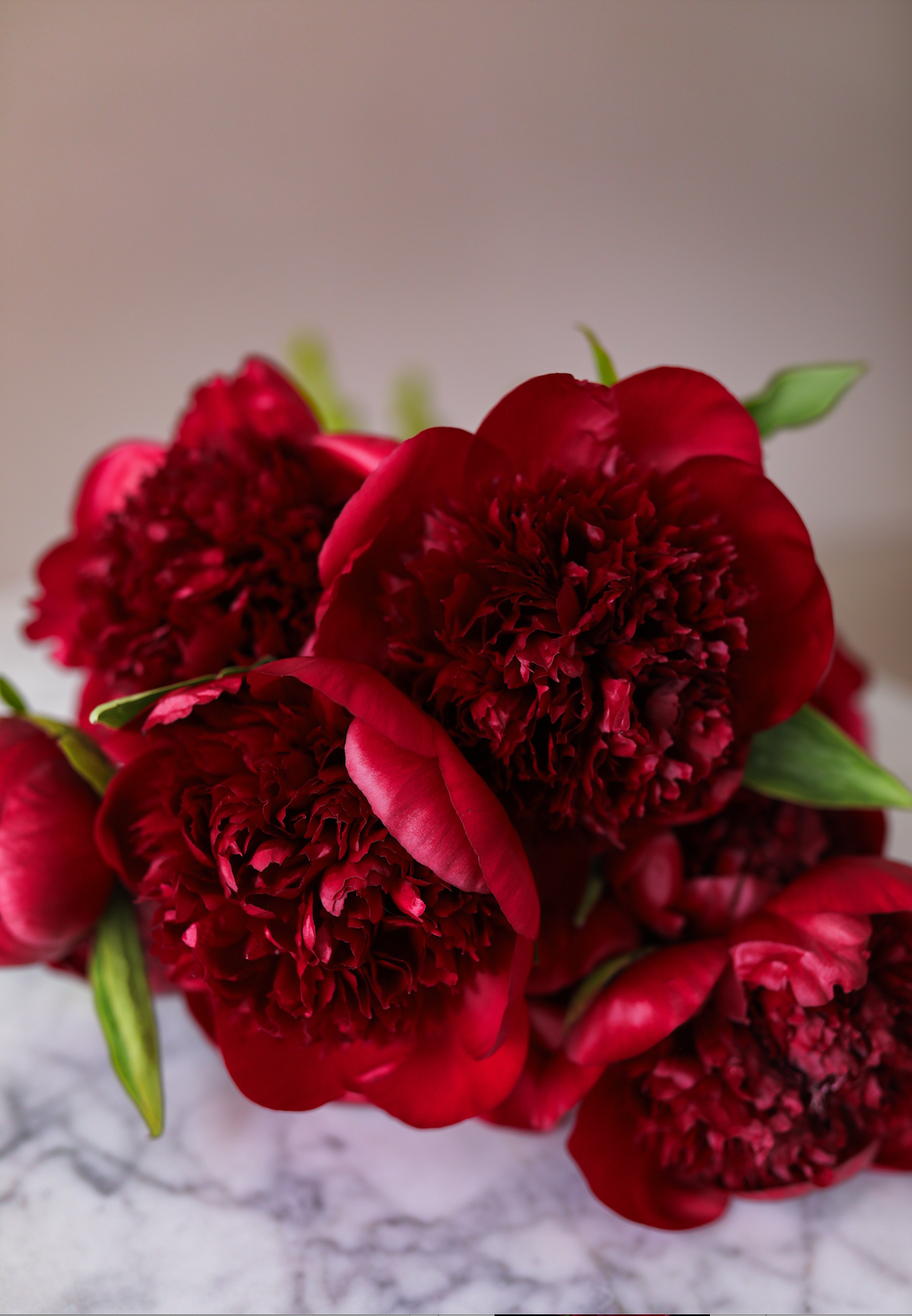 Burgundy Peony