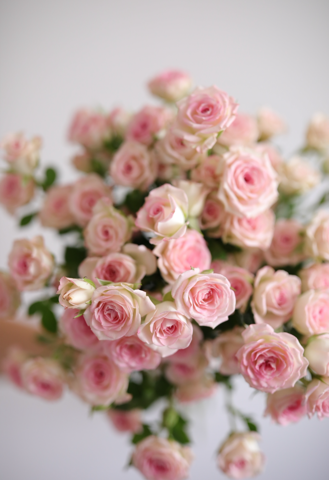 Pink Spray Roses