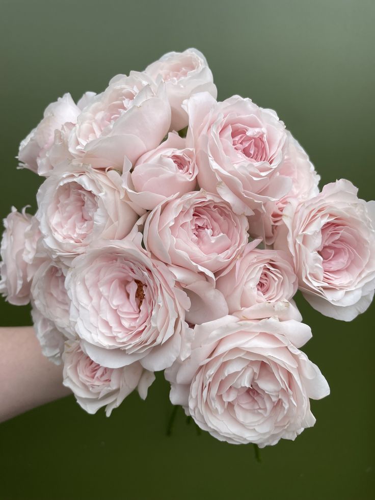 Pink Spray Roses
