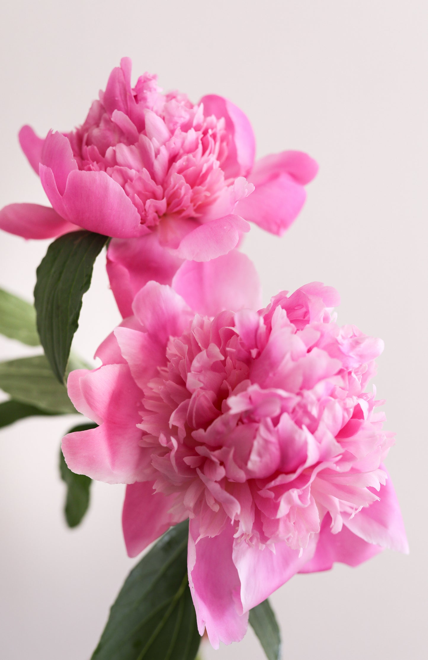 Pink Peony