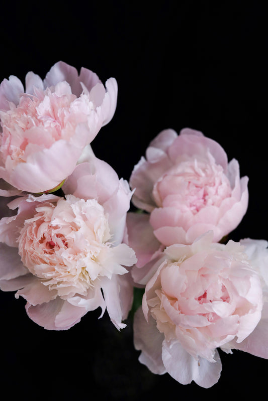 Blush Peony