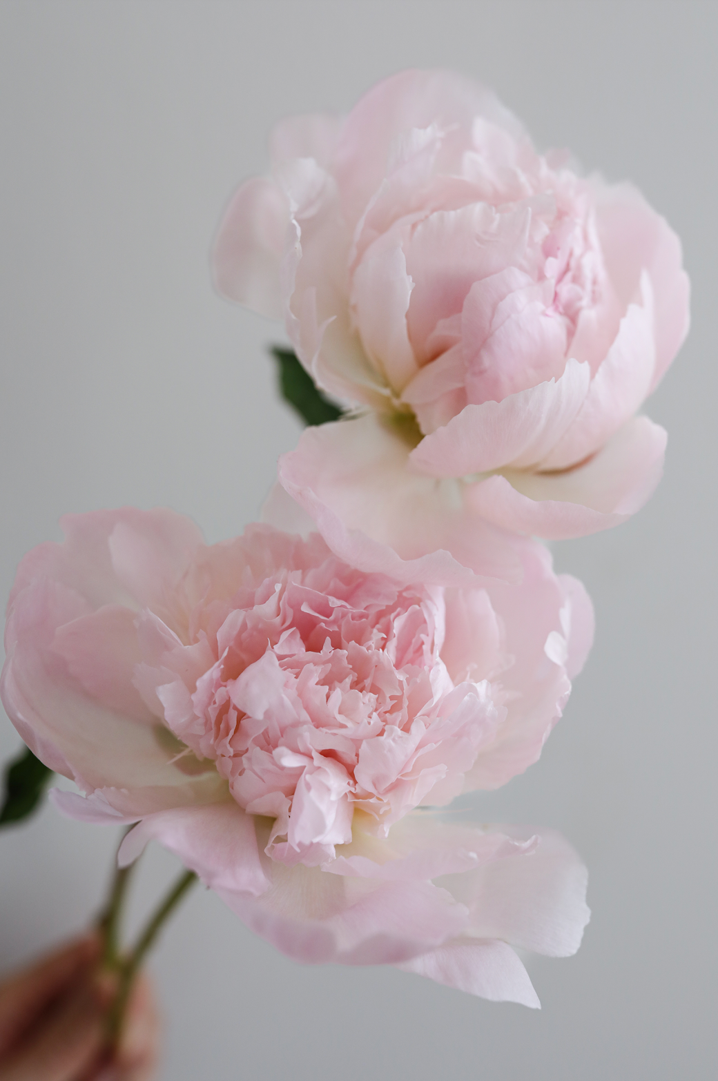 Blush Peony