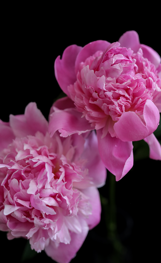 Pink Peony