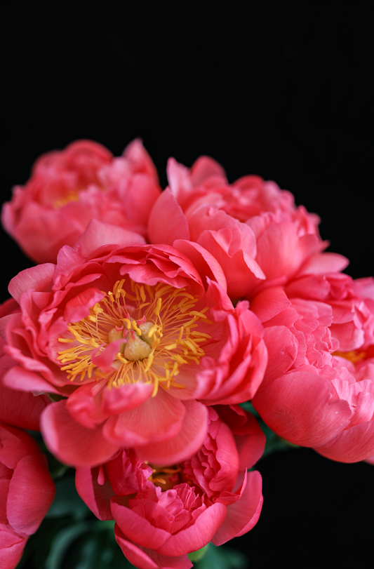 Coral Peony