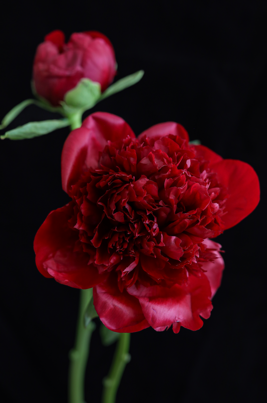 Burgundy Peony