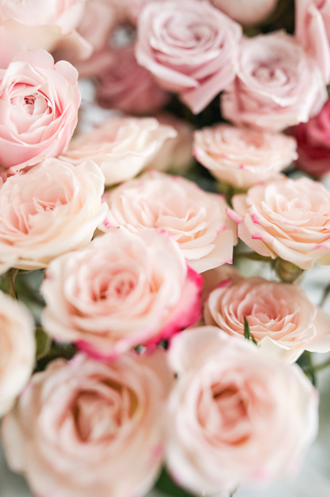 Pink Spray Roses