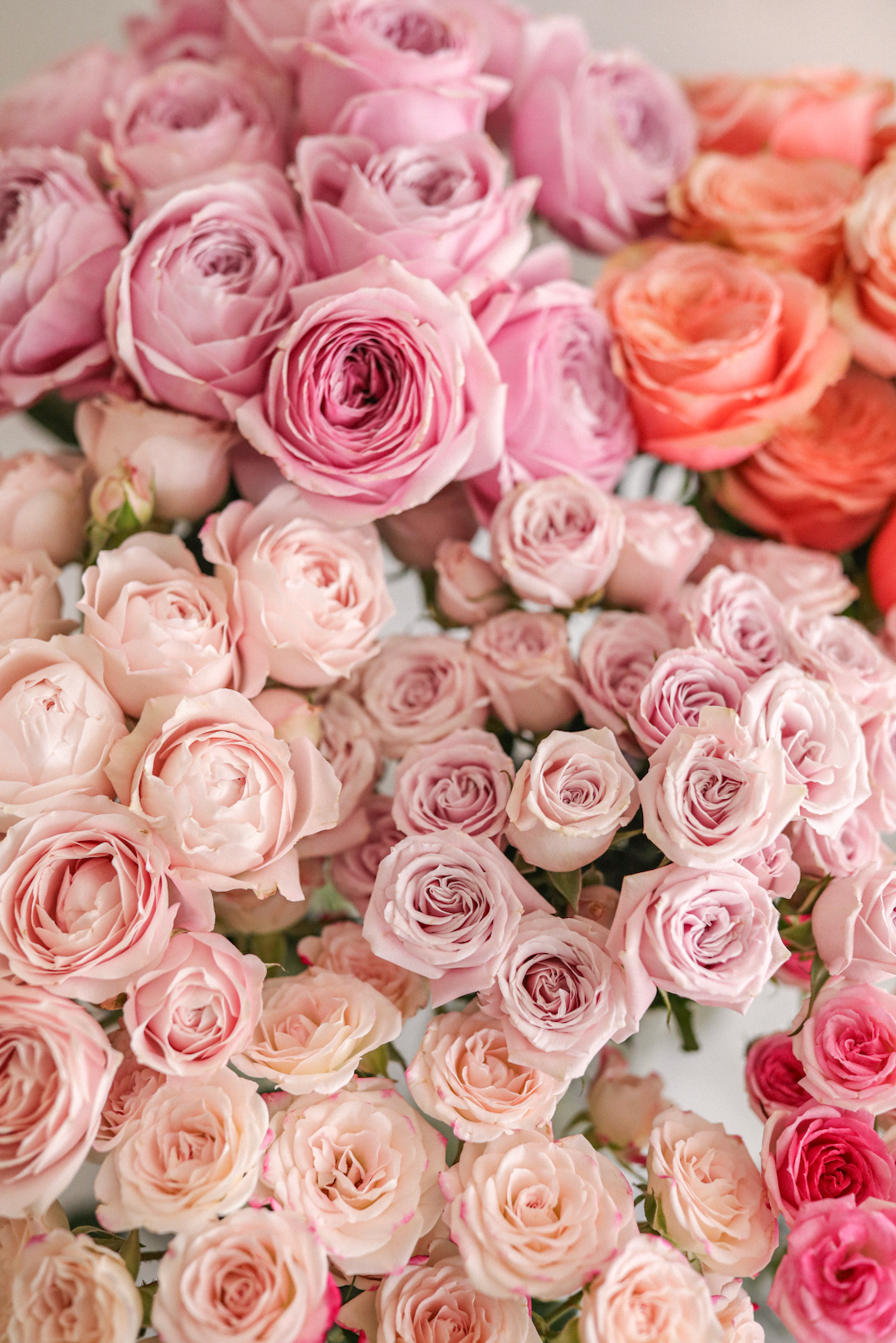 Pink Rose Collection