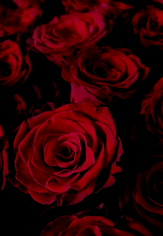 Red Roses