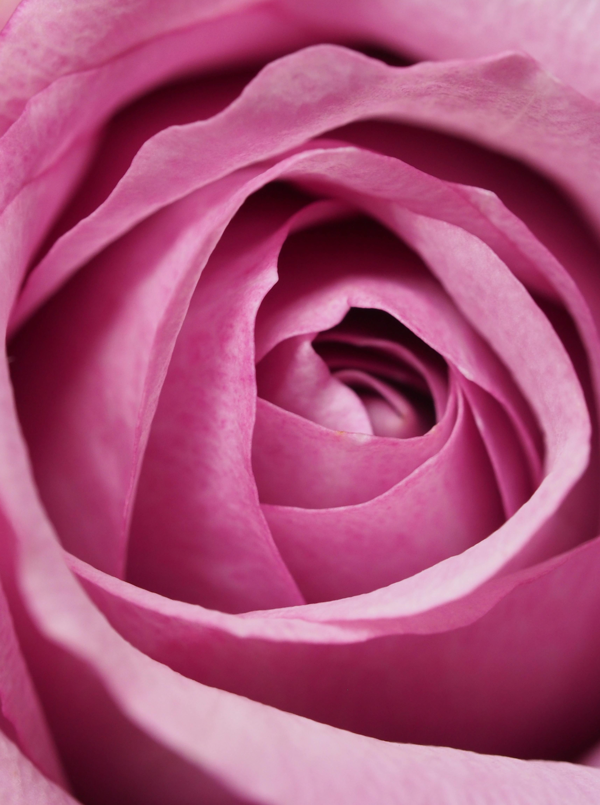 Pink Rose Collection