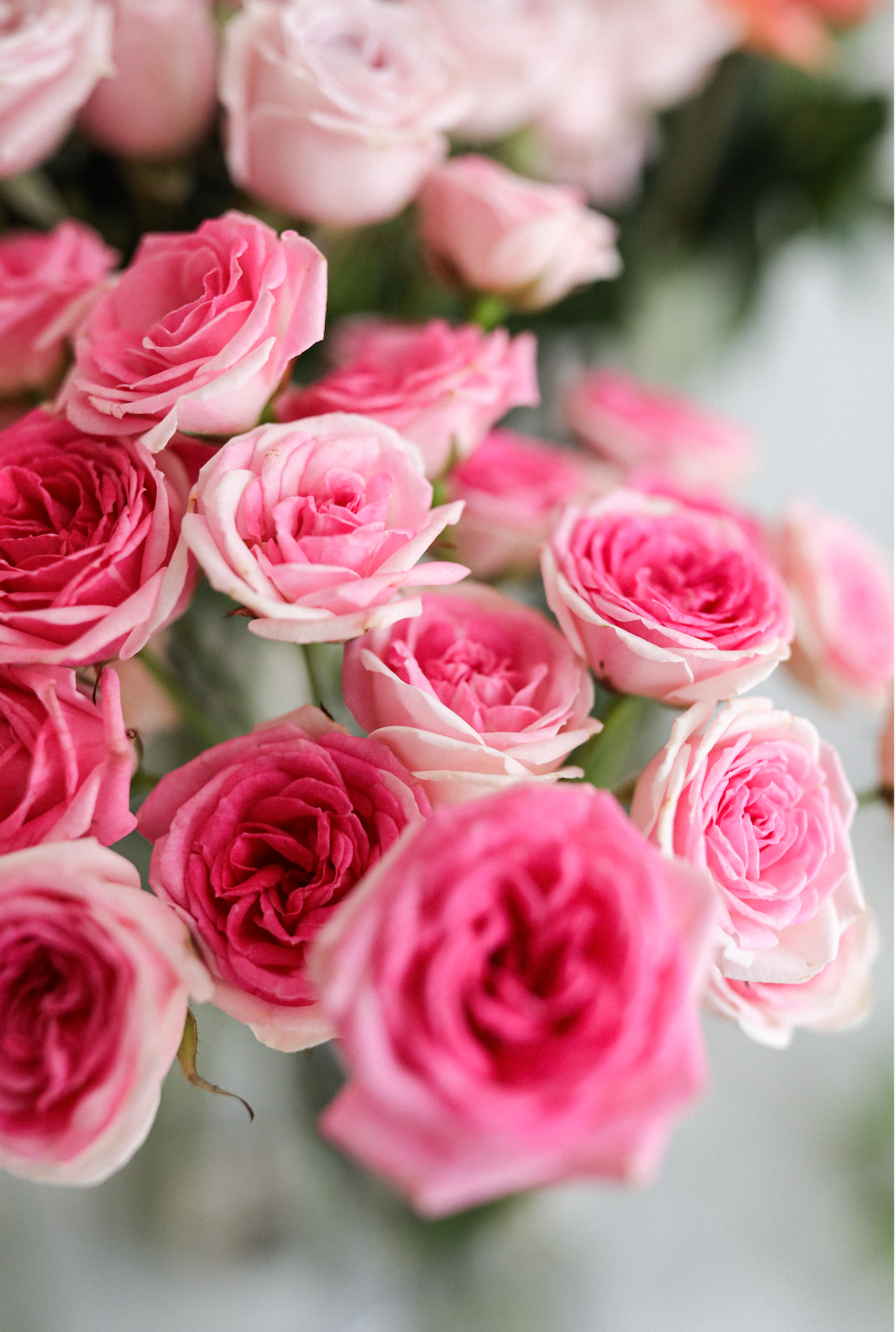 Pink Rose Collection