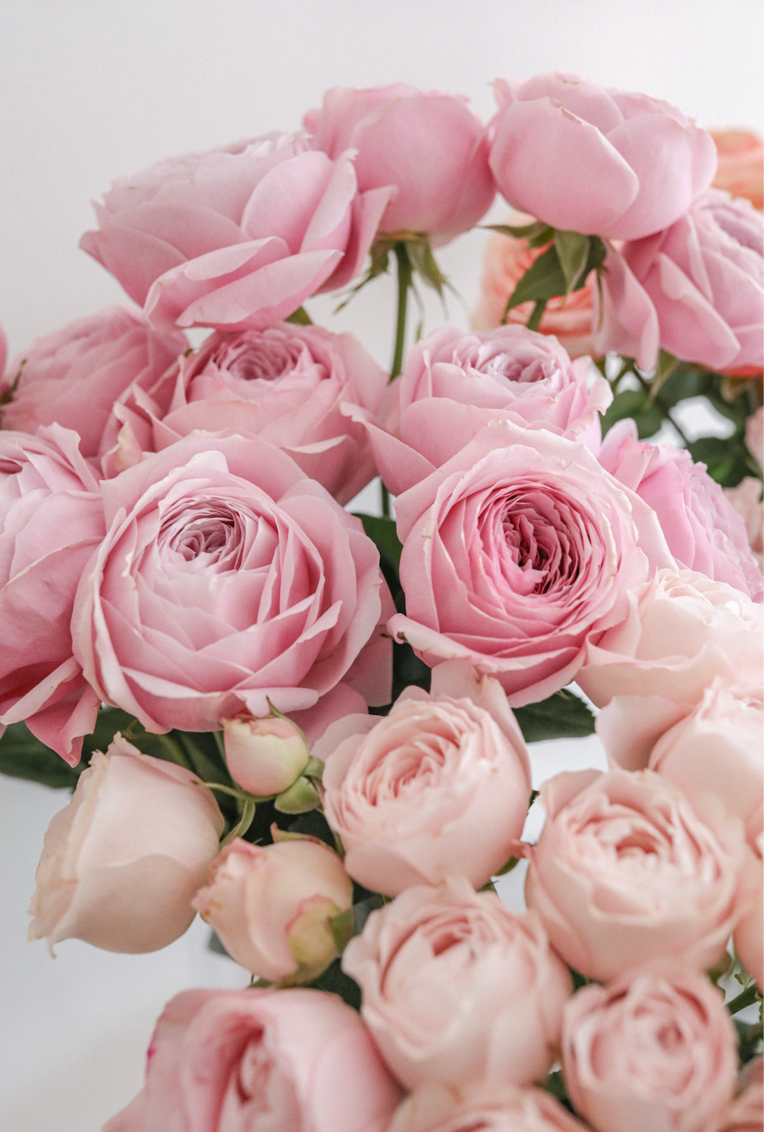 Pink Rose Collection