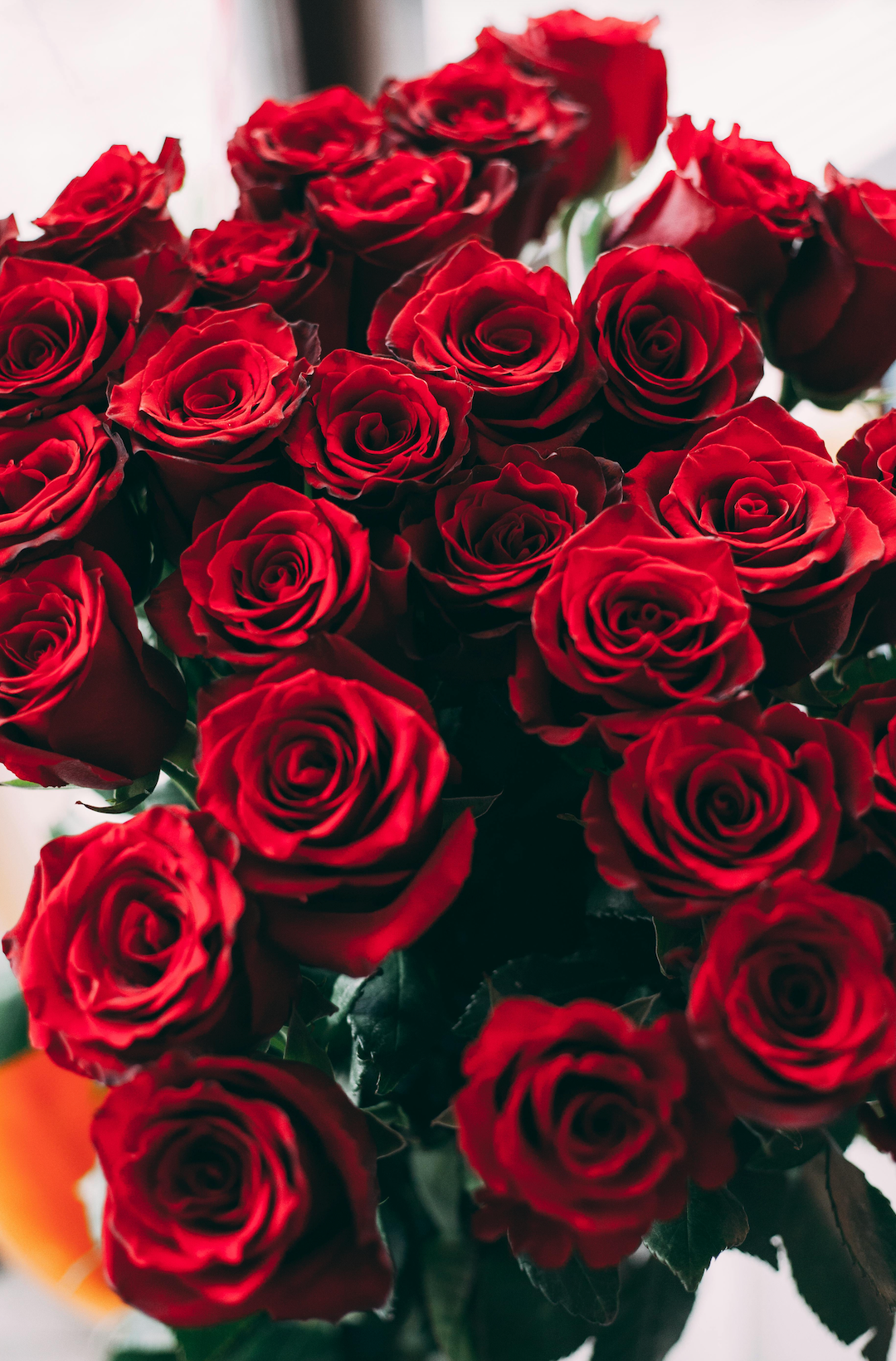 Red Roses