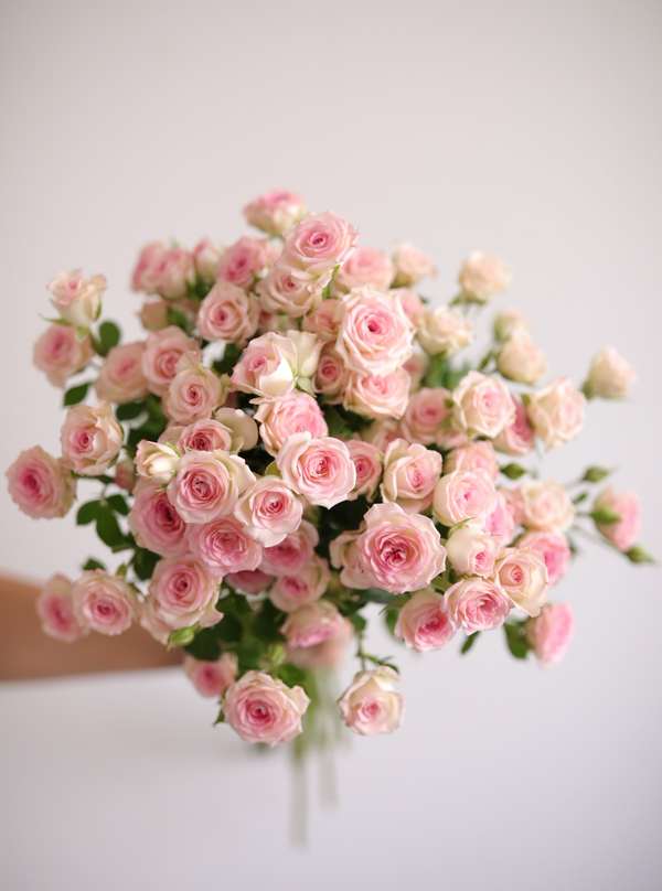 Pink Spray Roses