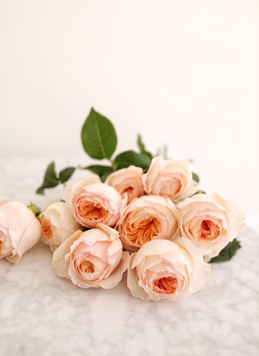 Peach Garden Roses